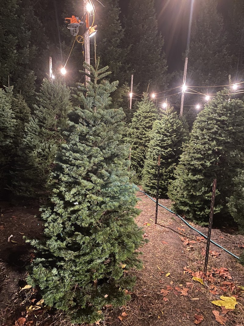 Hansen's Christmas Trees photo 3