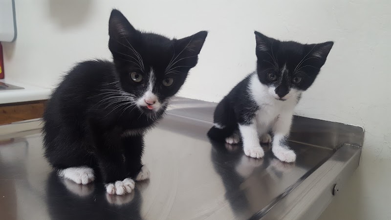Restani Fatima Veterinary Hospital photo 4
