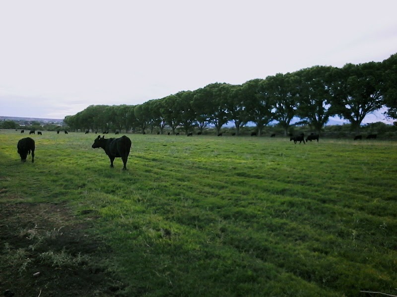 Photo of Ogilvie Cattle Company