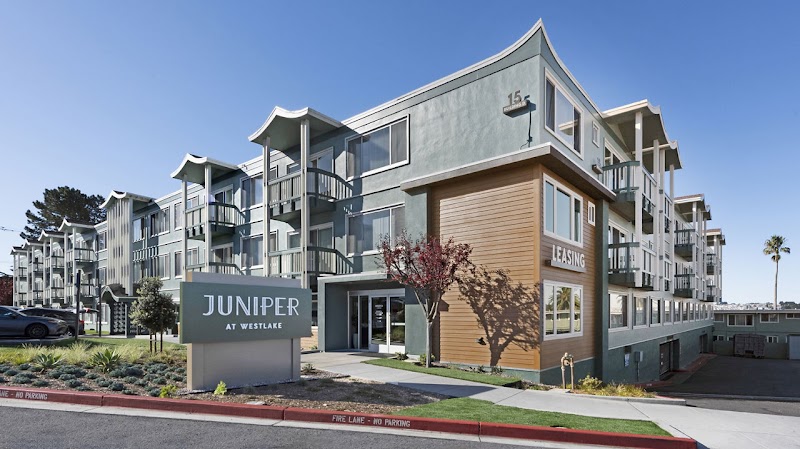 Photo of Juniper