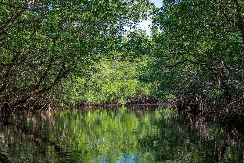 Collier-Seminole State Park photo 4