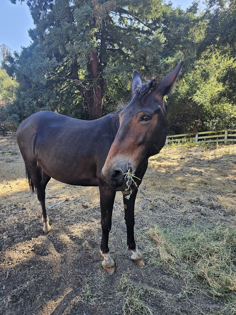 R2 Hillside Ranch photo 4
