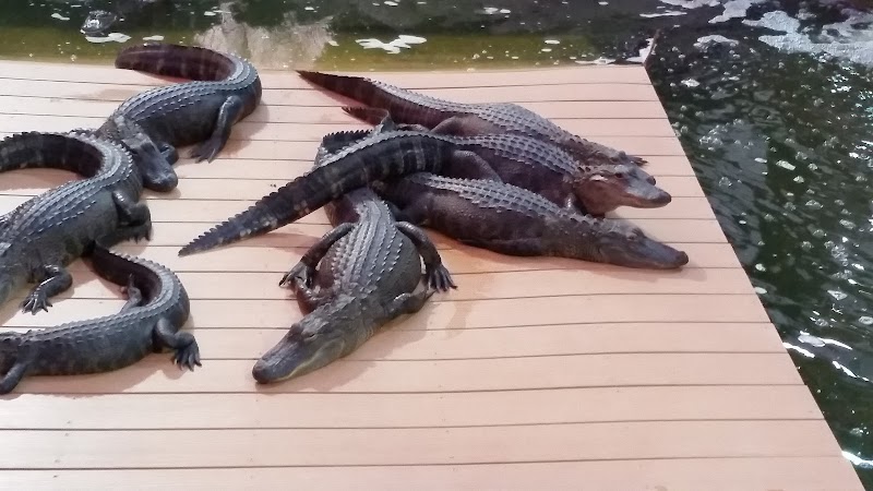 Smugglers Cove Adventure Golf photo 4