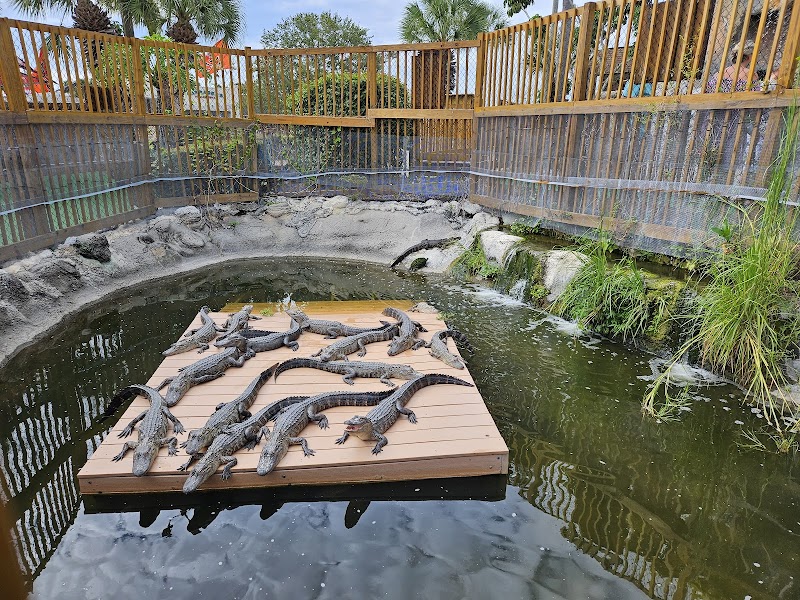 Smugglers Cove Adventure Golf photo 5