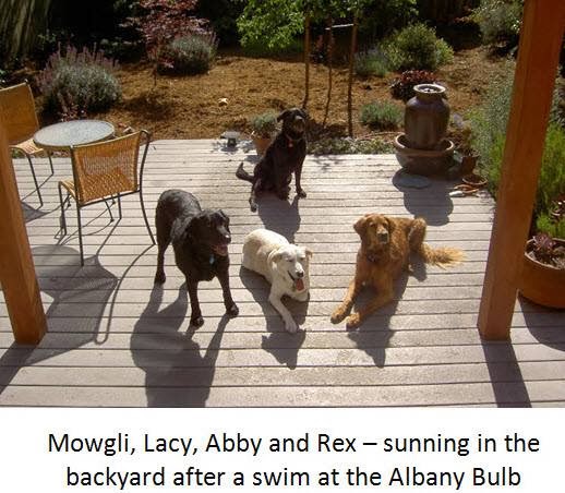 Photo of Well Loved Dogs - Overnight Boarding and Doggie Daycare
