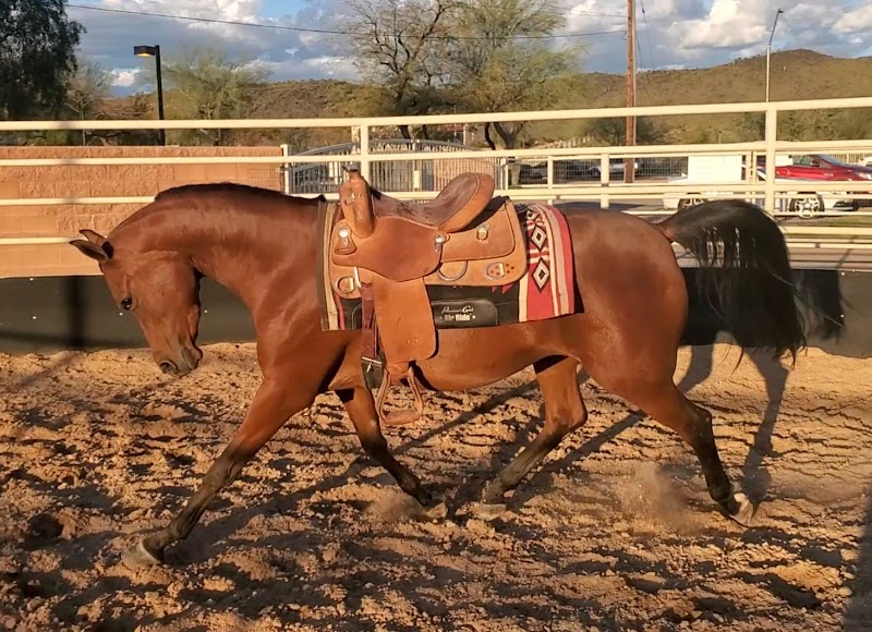 Sundancer Stables, LLC photo 2