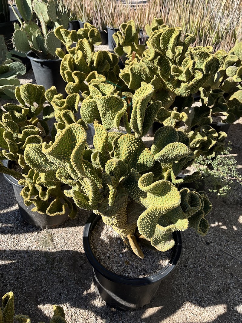 Old Pueblo Cactus photo 3