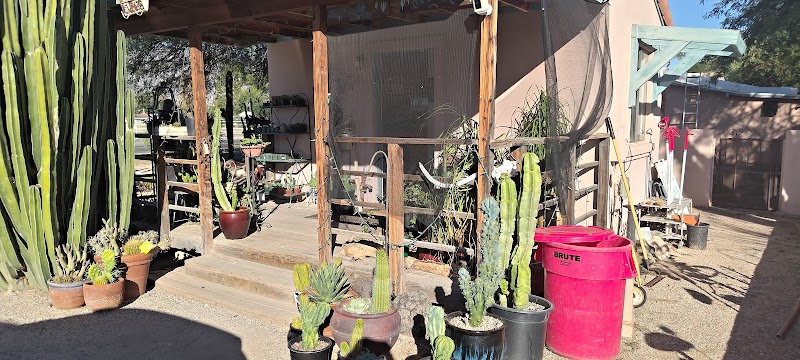 Old Pueblo Cactus photo 4