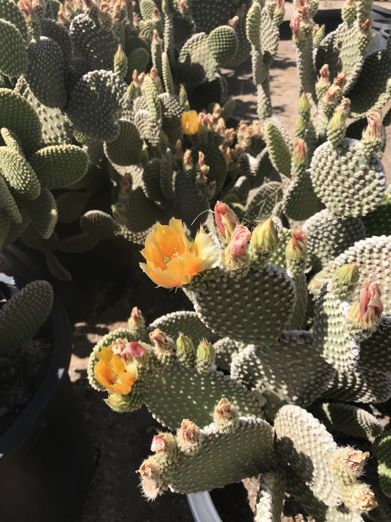 Old Pueblo Cactus photo 5