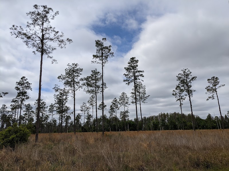 Lower Green Swamp Preserve photo 3