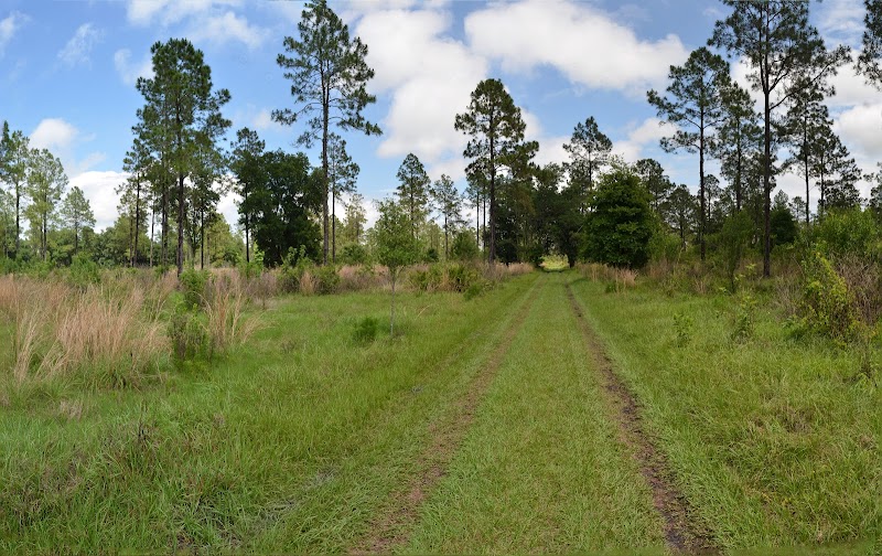 Photo of Lower Green Swamp Preserve