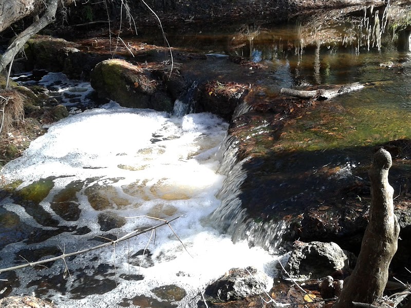 Lower Green Swamp Preserve photo 5