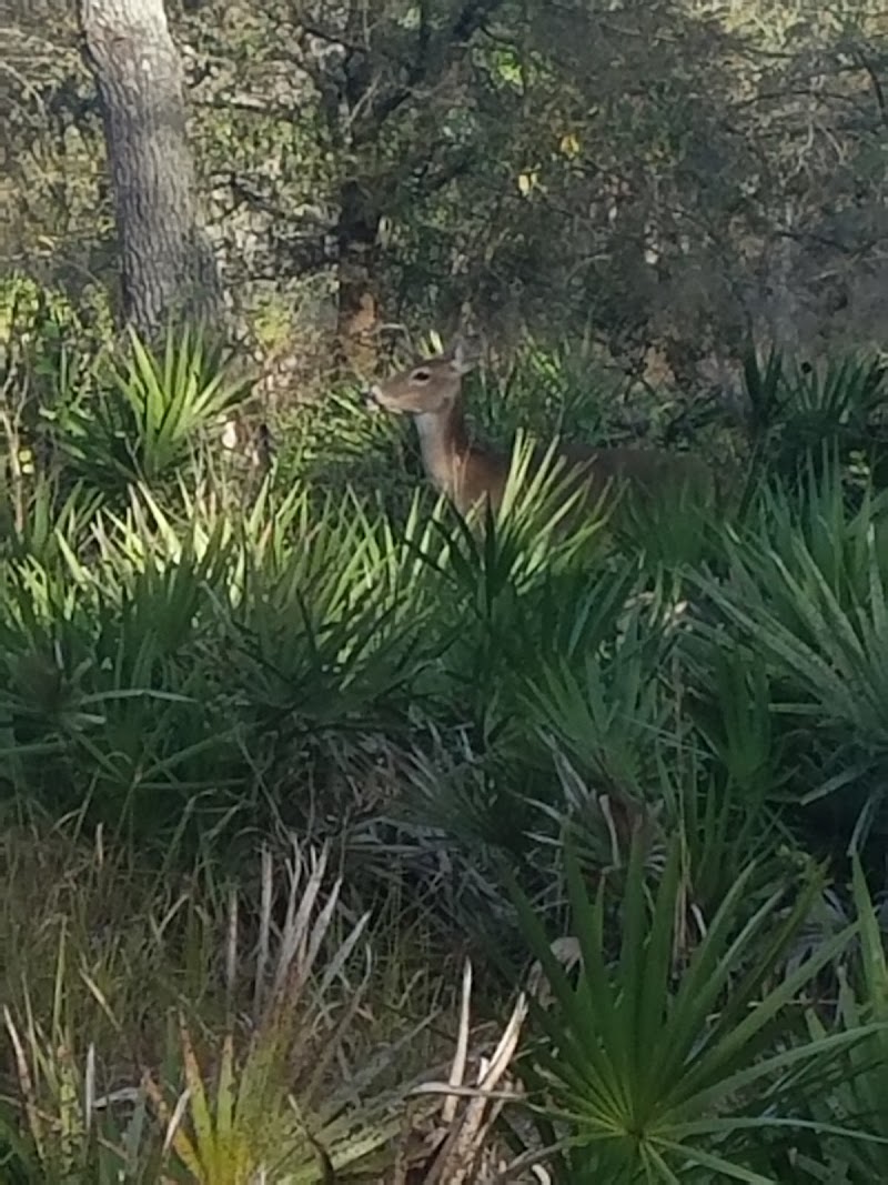 Lower Green Swamp Preserve photo 2