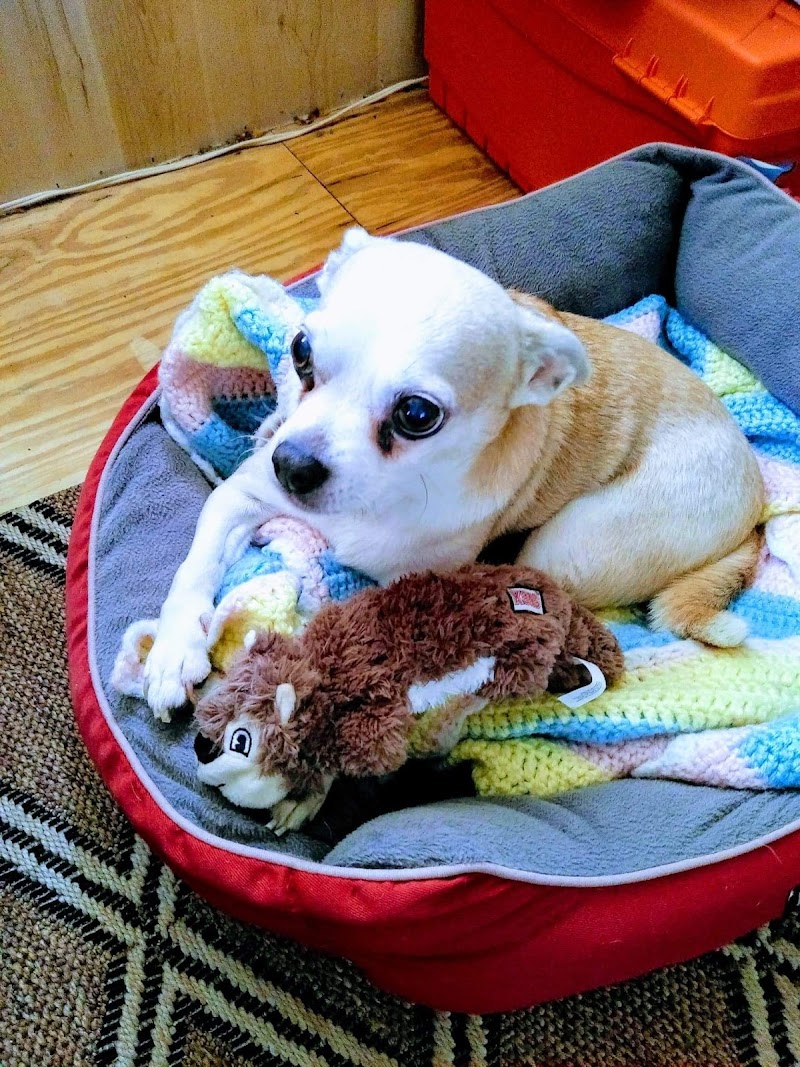 Advanced Pet Care photo 2