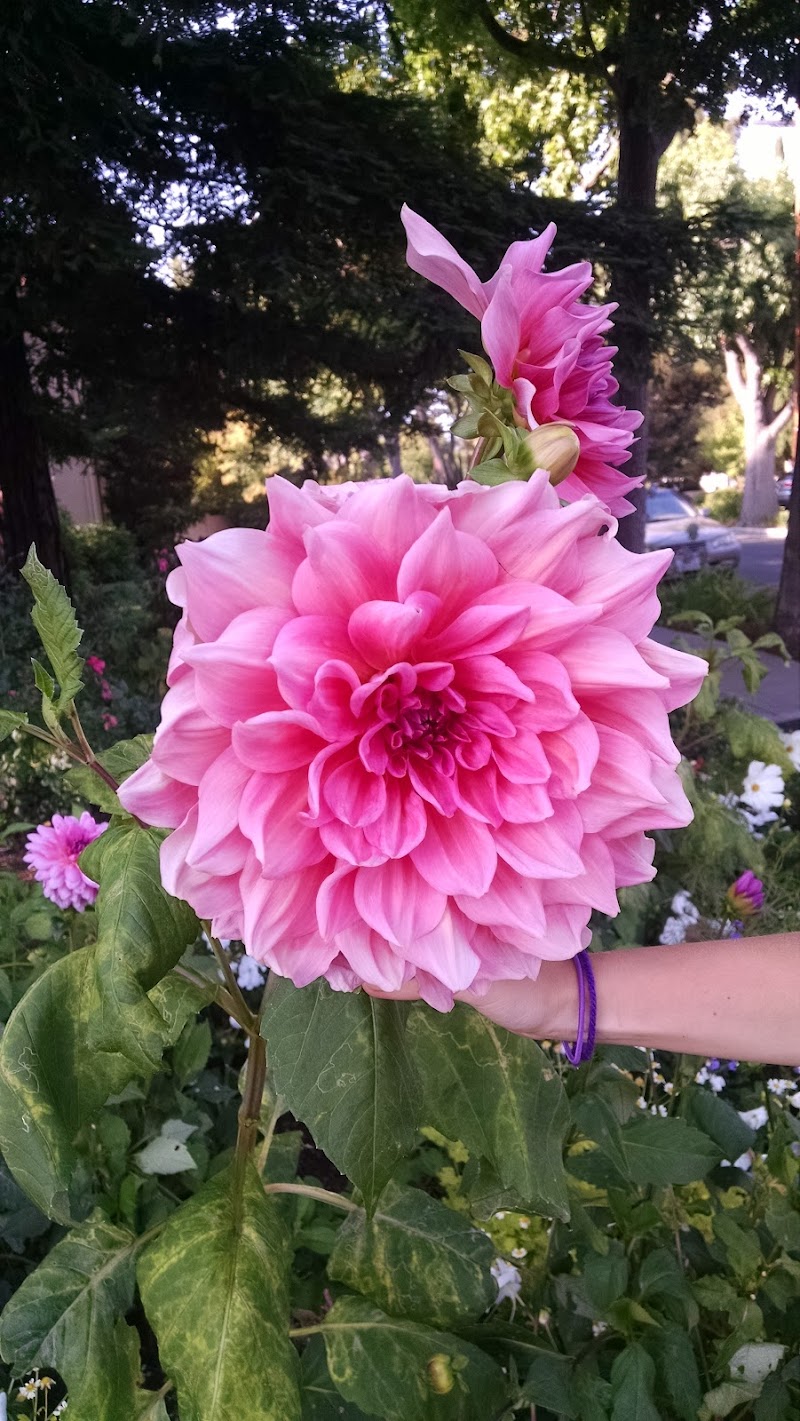 Guinda Street Pollinator Garden photo 2