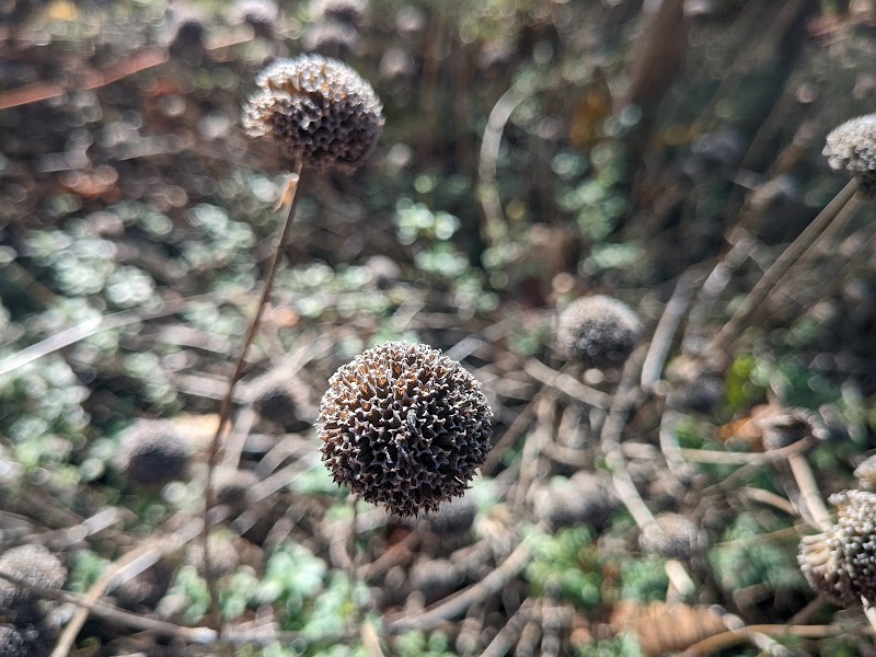 Guinda Street Pollinator Garden photo 5