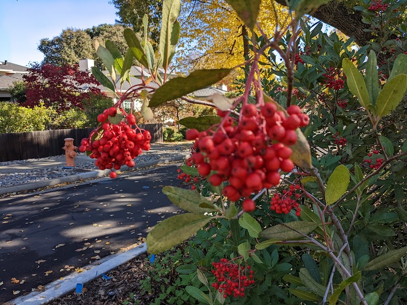 Photo of Guinda Street Pollinator Garden