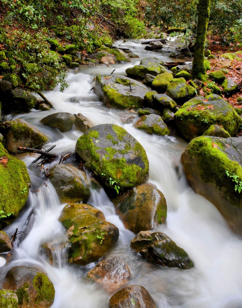 Uvas Canyon County Park photo 2