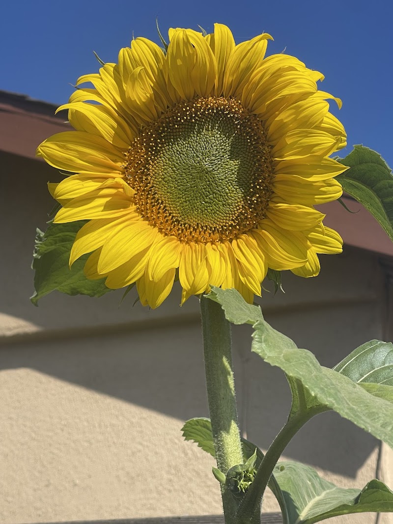 Schweiger Dermatology Group - Gilroy photo 5
