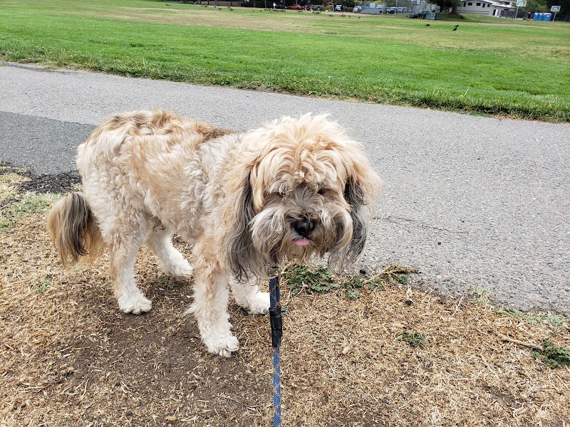 Photo of Corte Madera Dog Park