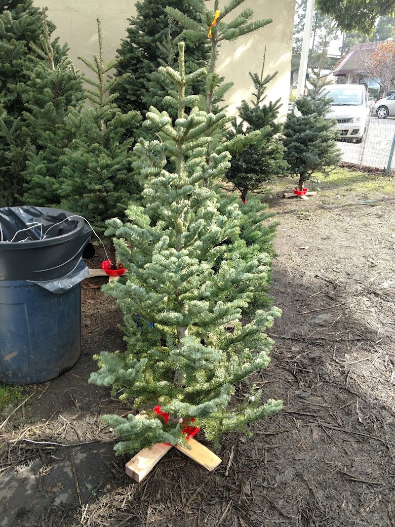 Photo of Rafael Christmas trees