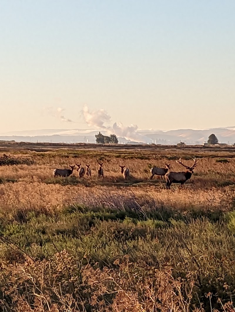 Photo of Grizzly Island Wildlife Area