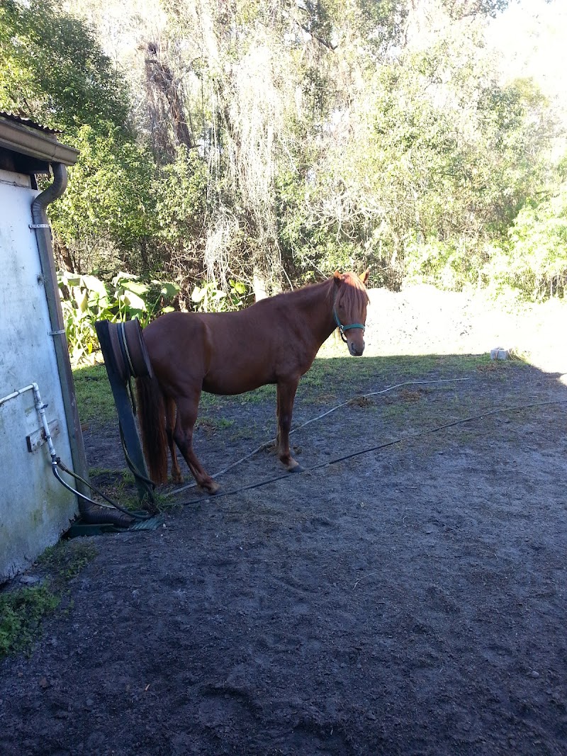 Healing Horses One Child At A Time inc. photo 5