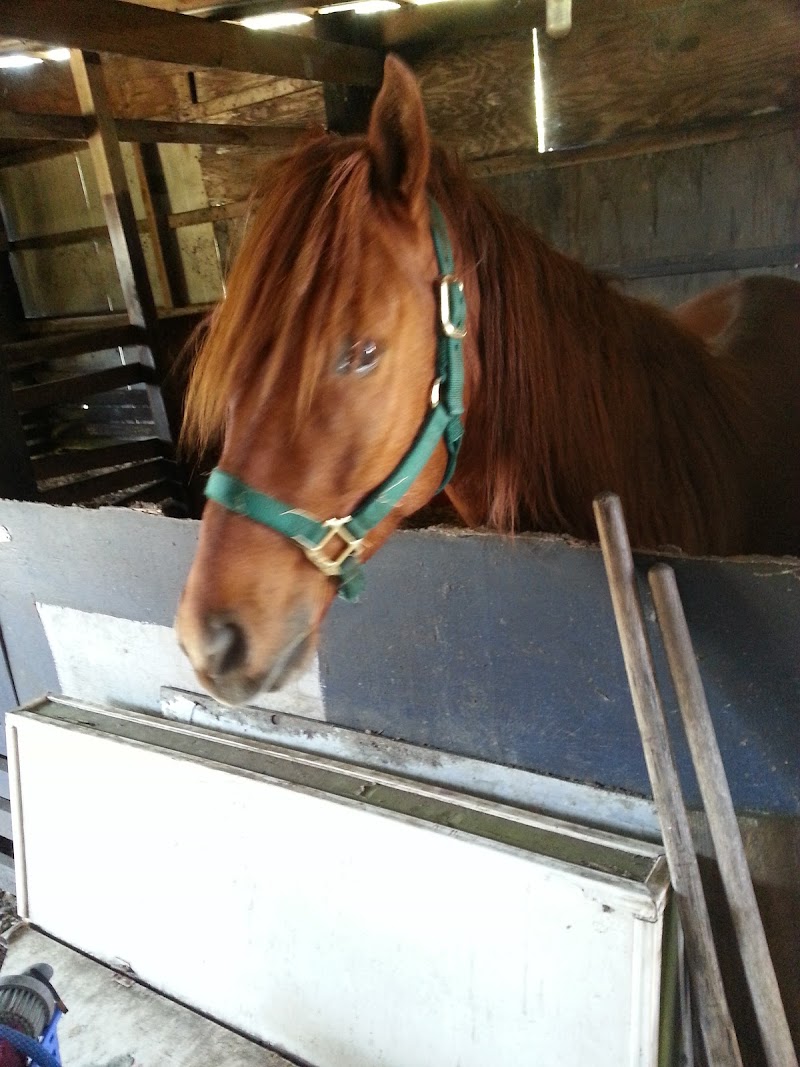 Healing Horses One Child At A Time inc. photo 4