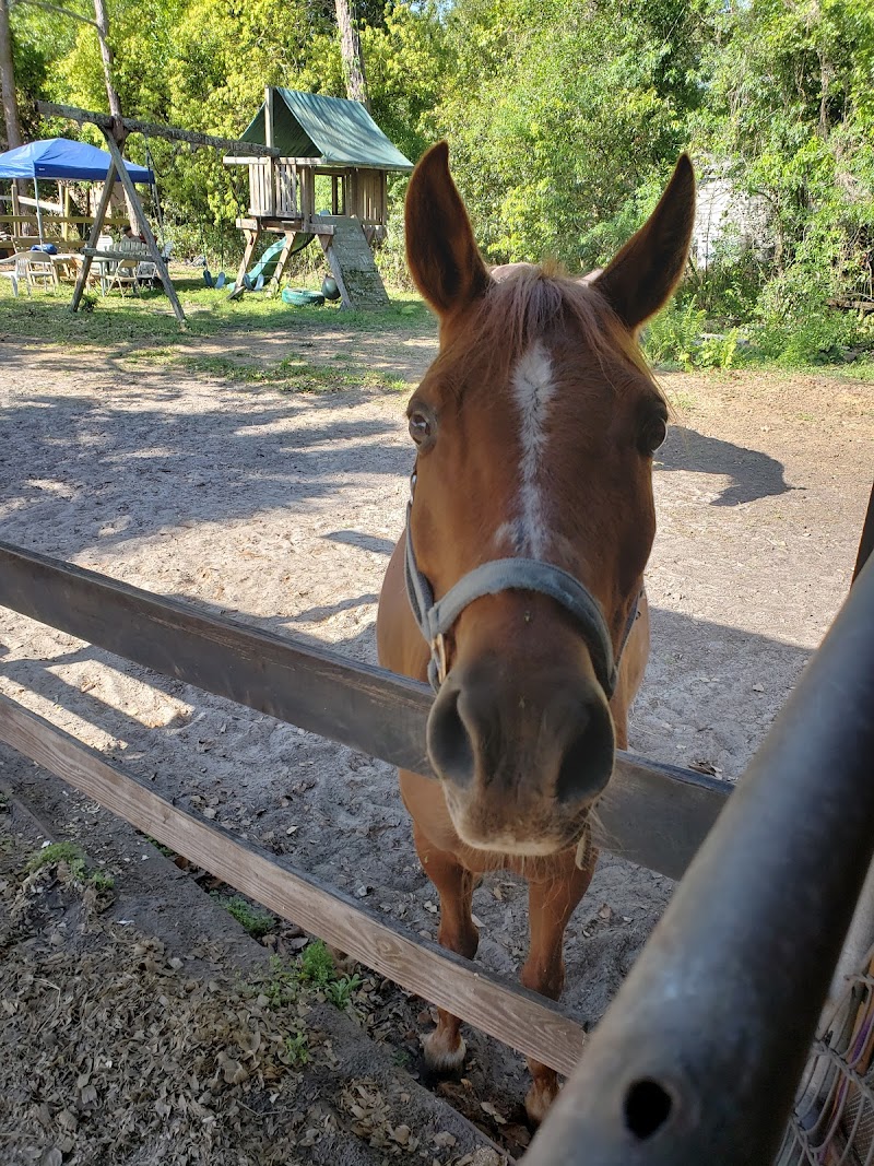 Healing Horses One Child At A Time inc. photo 2