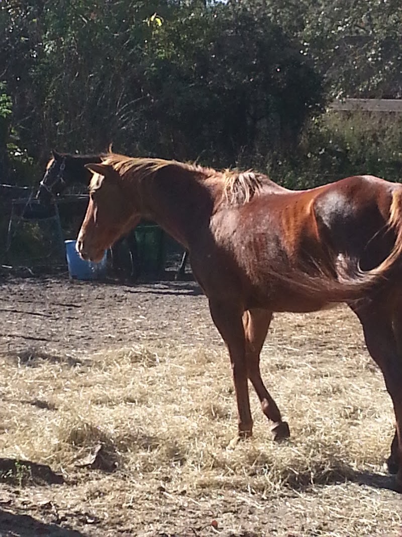 Photo of Healing Horses One Child At A Time inc.