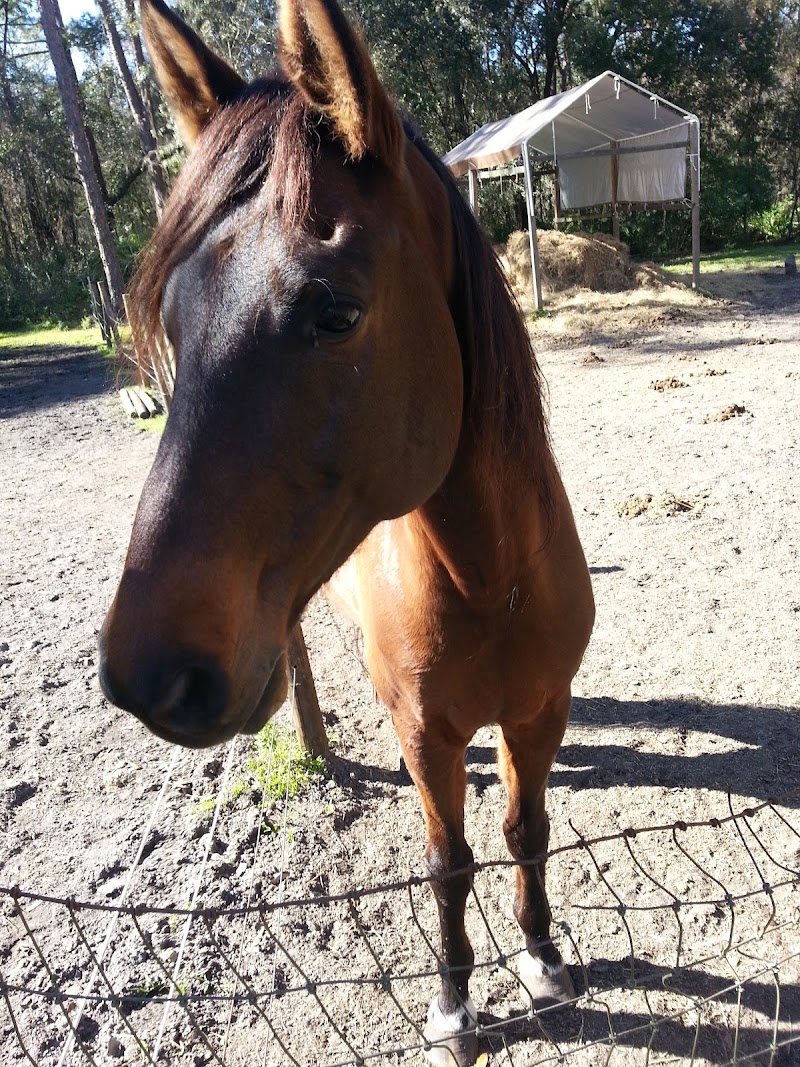 Healing Horses One Child At A Time inc. photo 3
