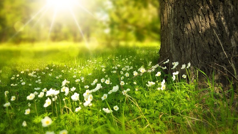 Photo of Family Chiropractic and Natural Healing Center