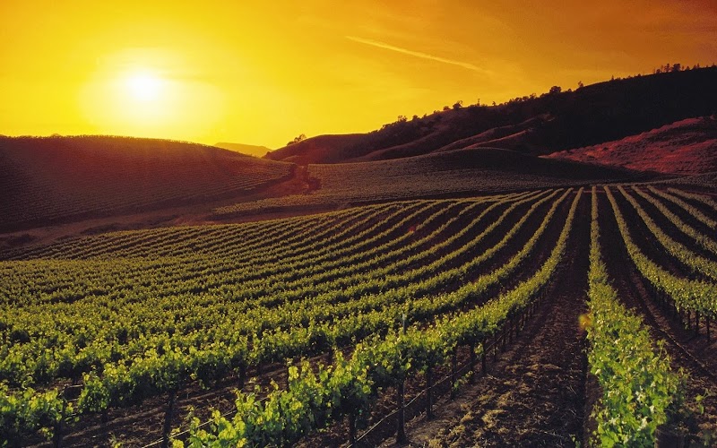 Photo of Rose Law Firm of Napa Valley, Inc.