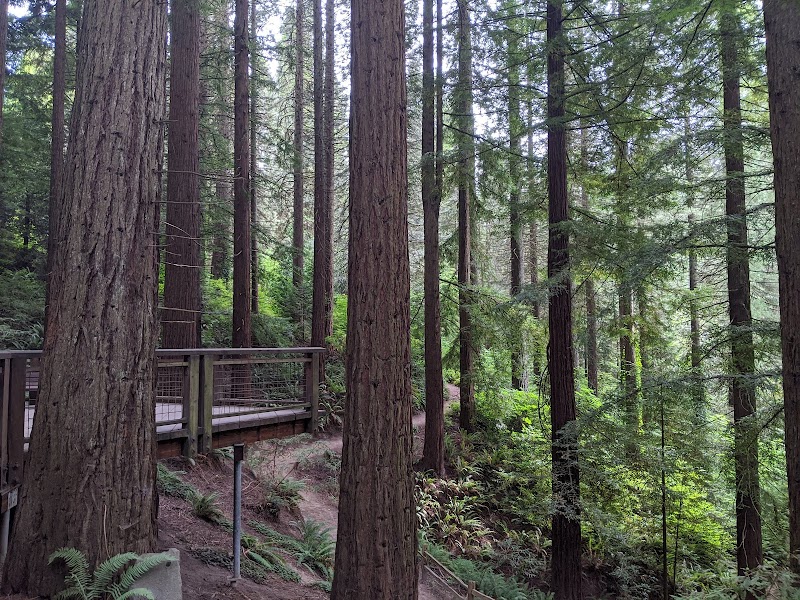 Redwood Observation Deck photo 4