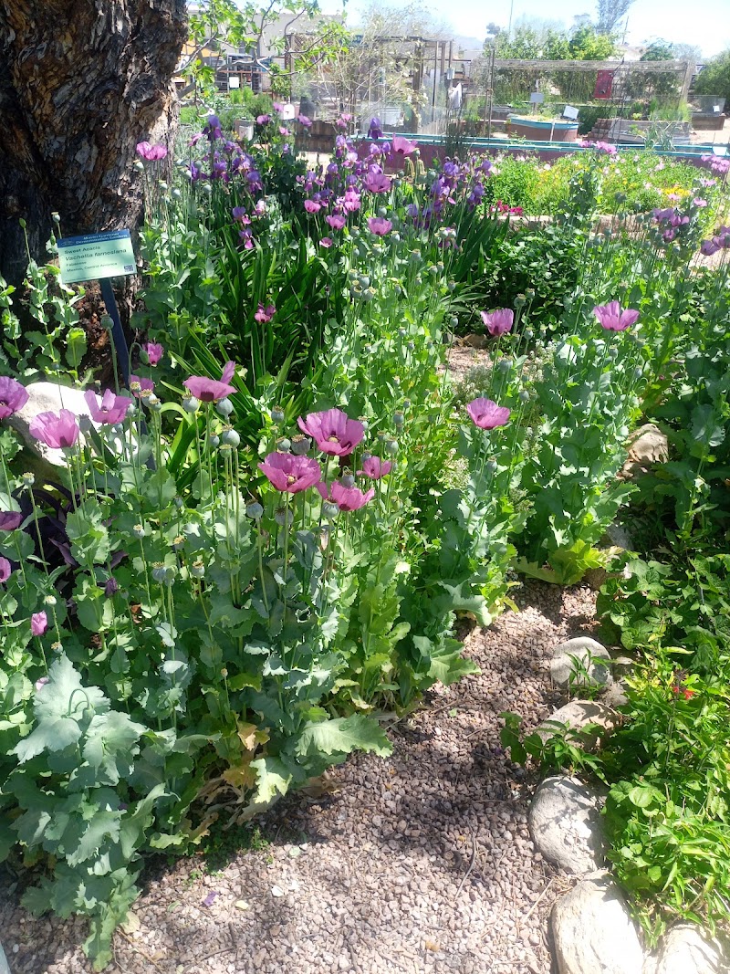 Pima County Master Gardener Demonstration Gardens photo 4