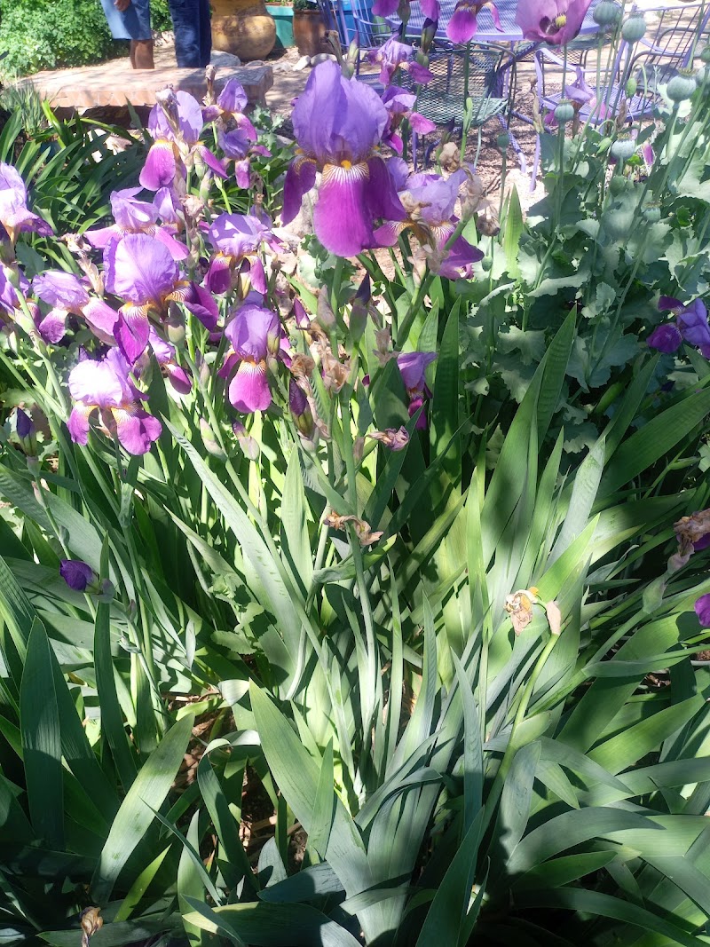 Pima County Master Gardener Demonstration Gardens photo 3