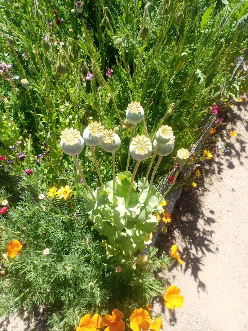 Pima County Master Gardener Demonstration Gardens photo 5