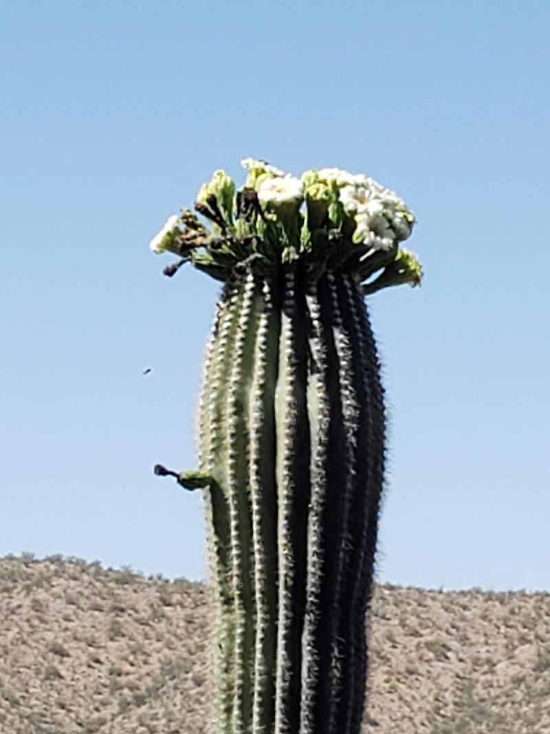 Photo of Aravaipa Farms Orchard and Inn