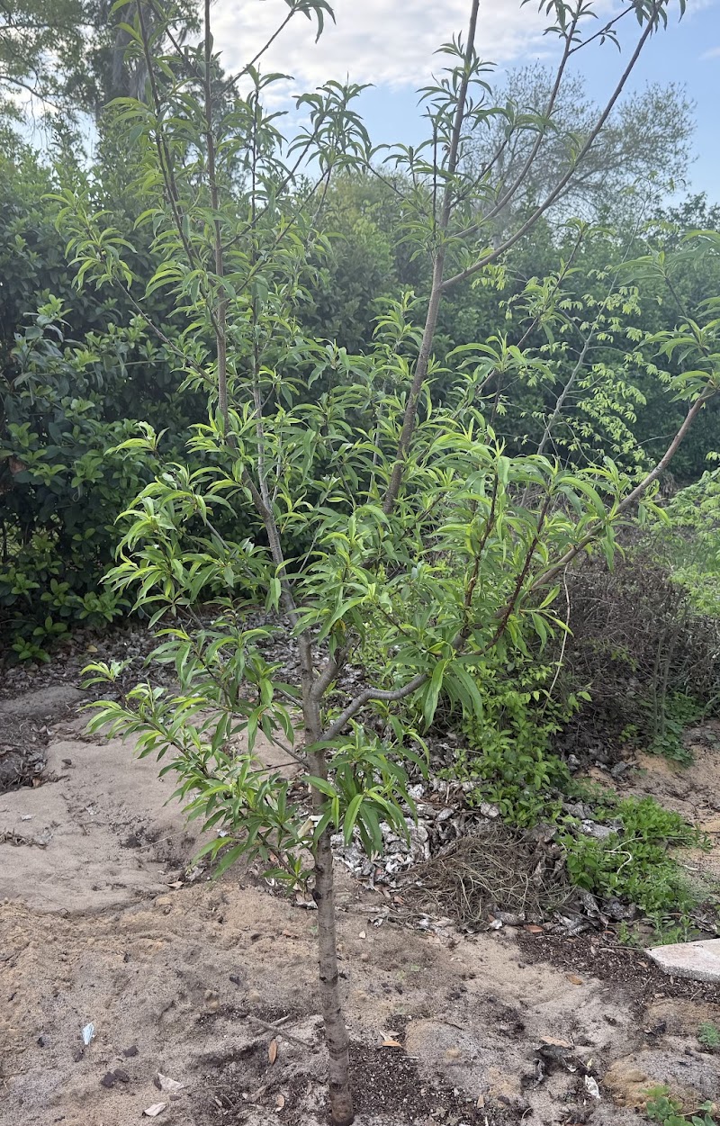 Photo of Balaban’s Citrus and Macadamia Orchard