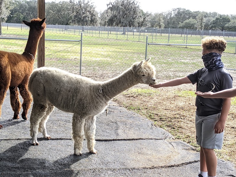 Photo of Golden Spirit Alpaca Ranch