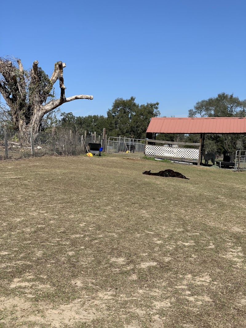 Golden Spirit Alpaca Ranch photo 5