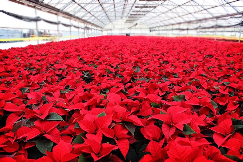 Rocket Farms Wholesale Center photo 2