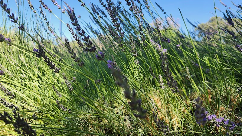 Wild Oak Farms photo 2