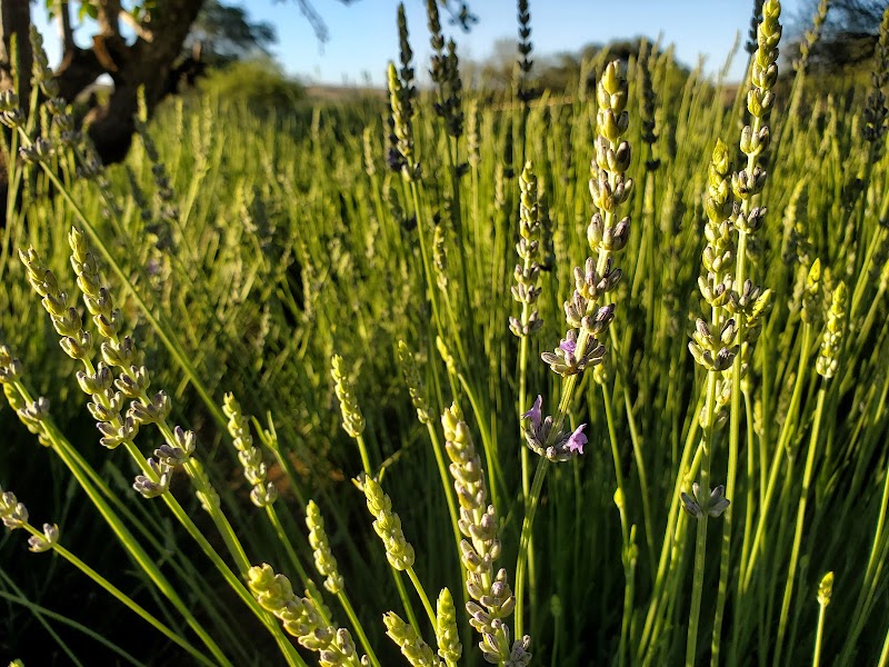 Wild Oak Farms photo 4