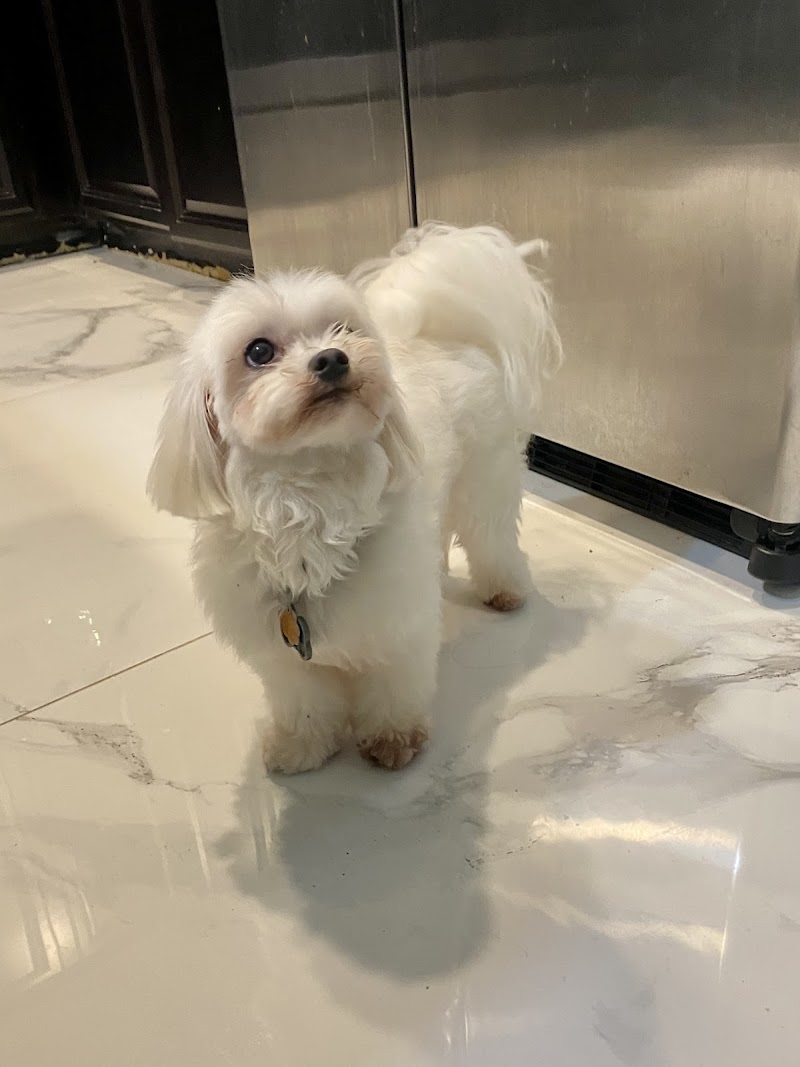 Le Petite Pooch photo 5