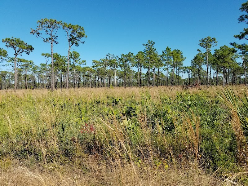 Photo of Golden Aster Scrub Nature Preserve
