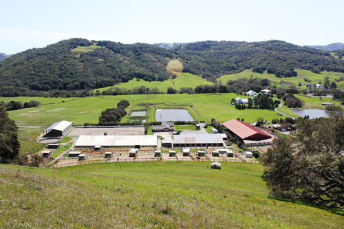 San Antonio Stables photo 4