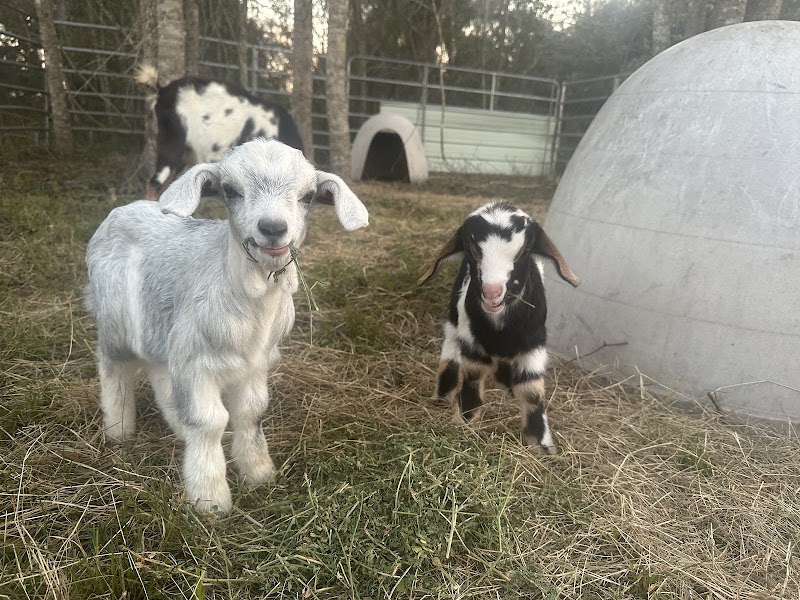 Sunshine Pastures Rescue and Sanctuary photo 4