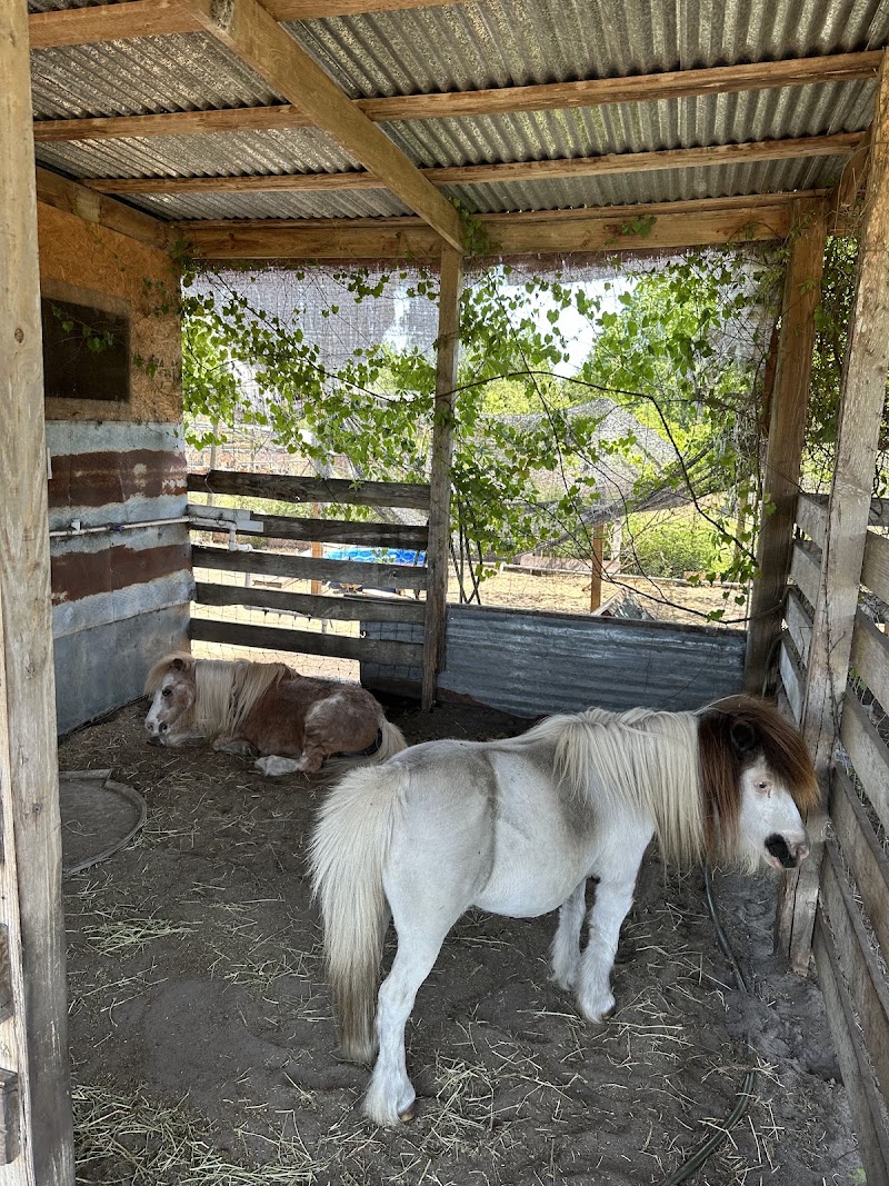 Photo of Sunshine Pastures Rescue and Sanctuary