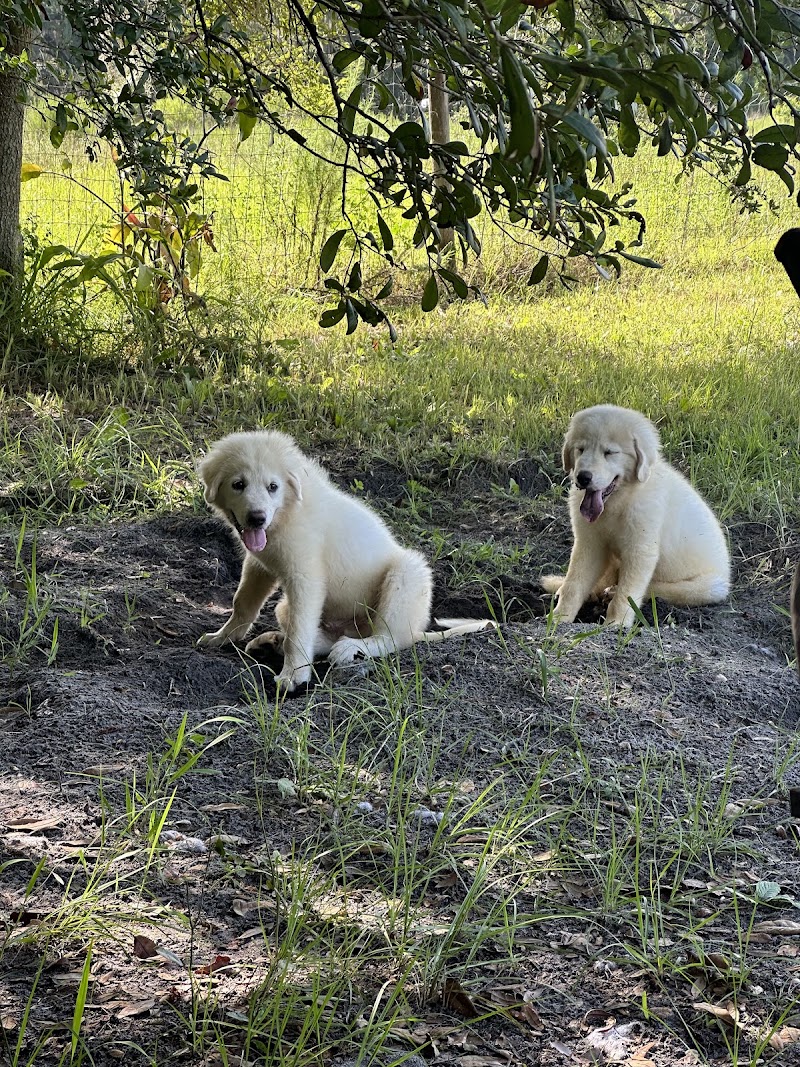 Sunshine Pastures Rescue and Sanctuary photo 5